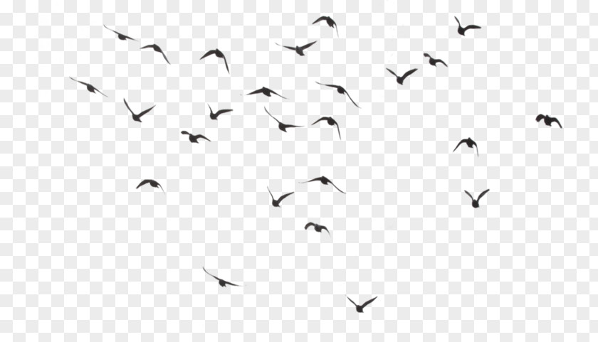 Cycle Hummingbird Parrot Flight Flock PNG