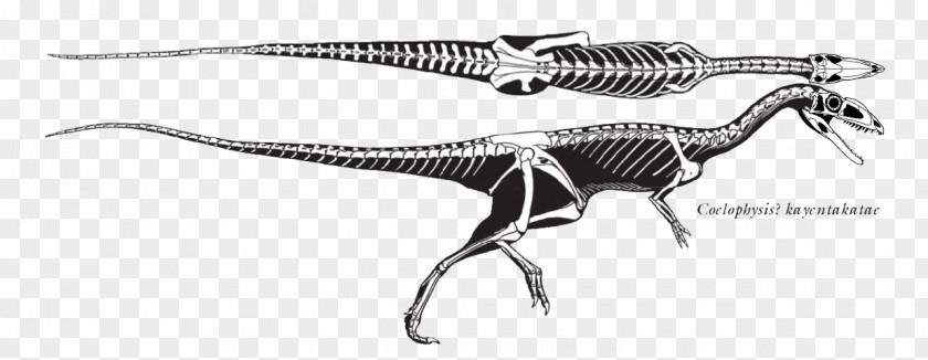 Dinosaur Velociraptor Tyrannosaurus Plateosaurus Staurikosaurus Eoraptor Lunensis PNG