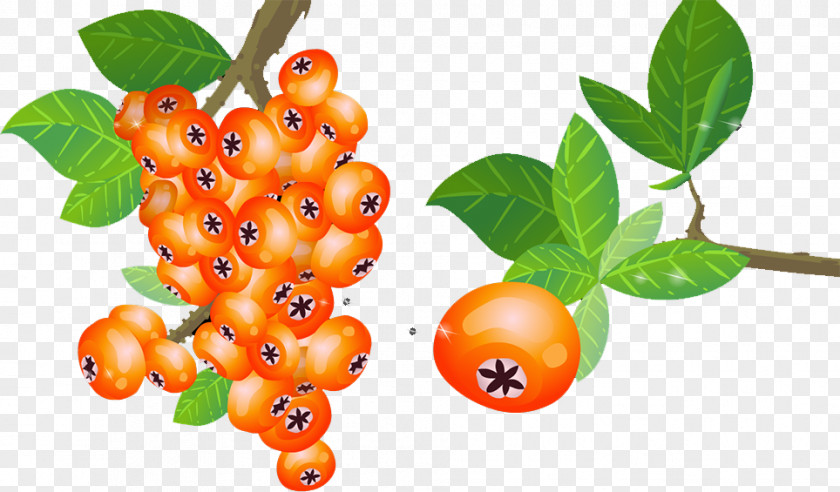 Persimmon Frutti Di Bosco Papaya Fruit Food PNG