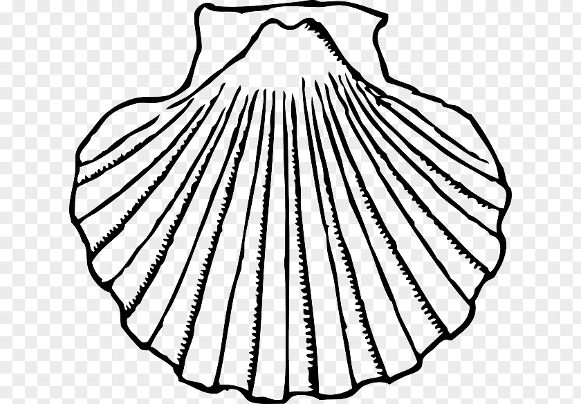 Seashell Clam Clip Art Openclipart Image PNG