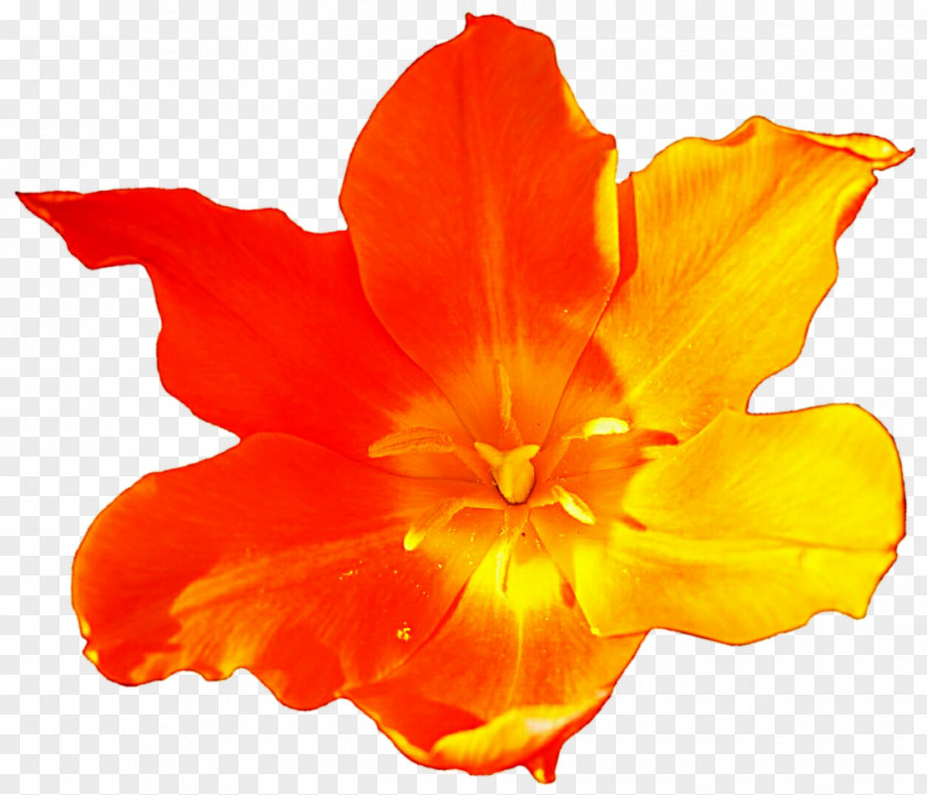 Tulip Shadow Flowering Plant Daylily PNG