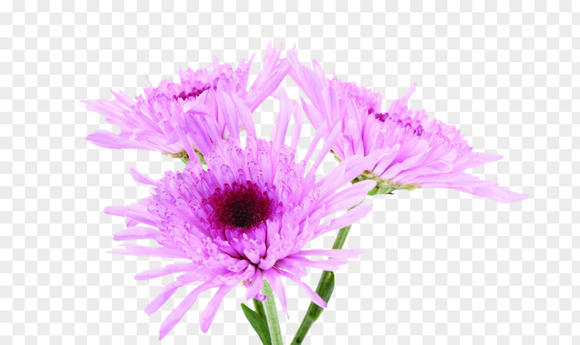 Life Purple Pink Chrysanthemum Violet Color PNG