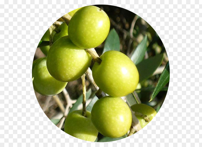 Lime Majorca Olive Oil Carrier PNG