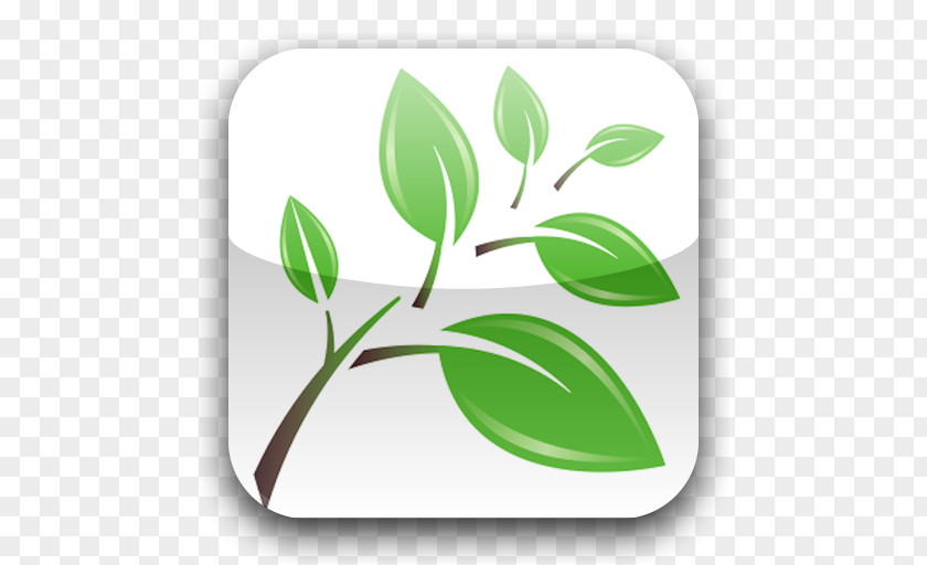 Plant Stem Leaf Font Product PNG