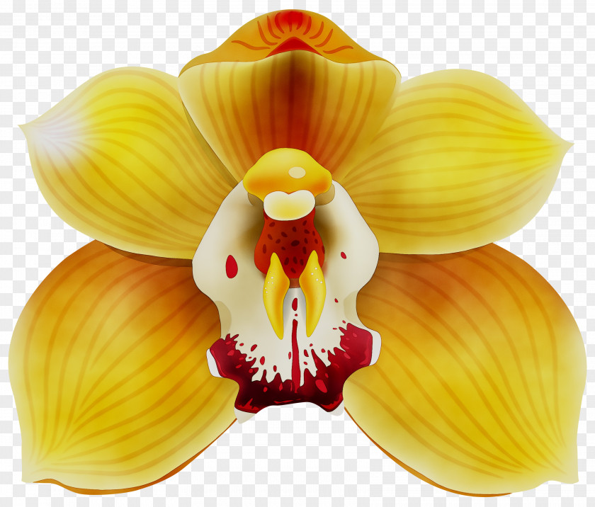 Yellow Desktop Wallpaper Red Orchids PNG