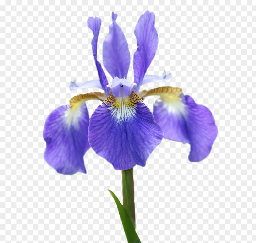 Iris Northern Blue Flag Orris Root Irises Croatica Algerian PNG