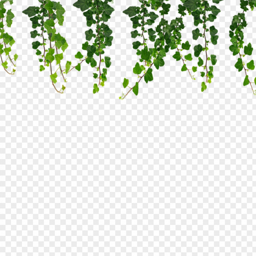 Plant Leaf Green Background PNG