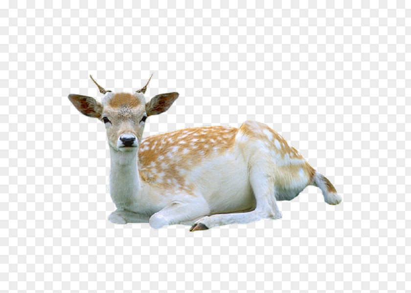 Tummy Deer Reindeer Roe Red Tiger PNG