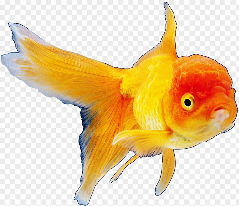 Canary Rockfish Vermilion Goldfish Koi Animal PNG
