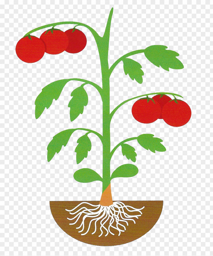 Flower Flowerpot Plant Stem Flowering Clip Art PNG