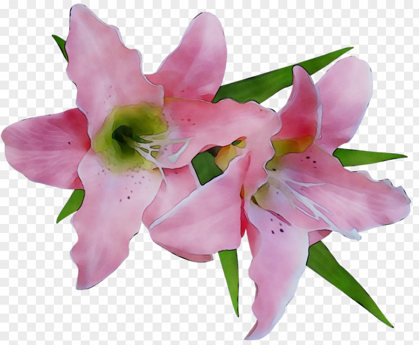 Lily Illustration Image Drawing Flower PNG