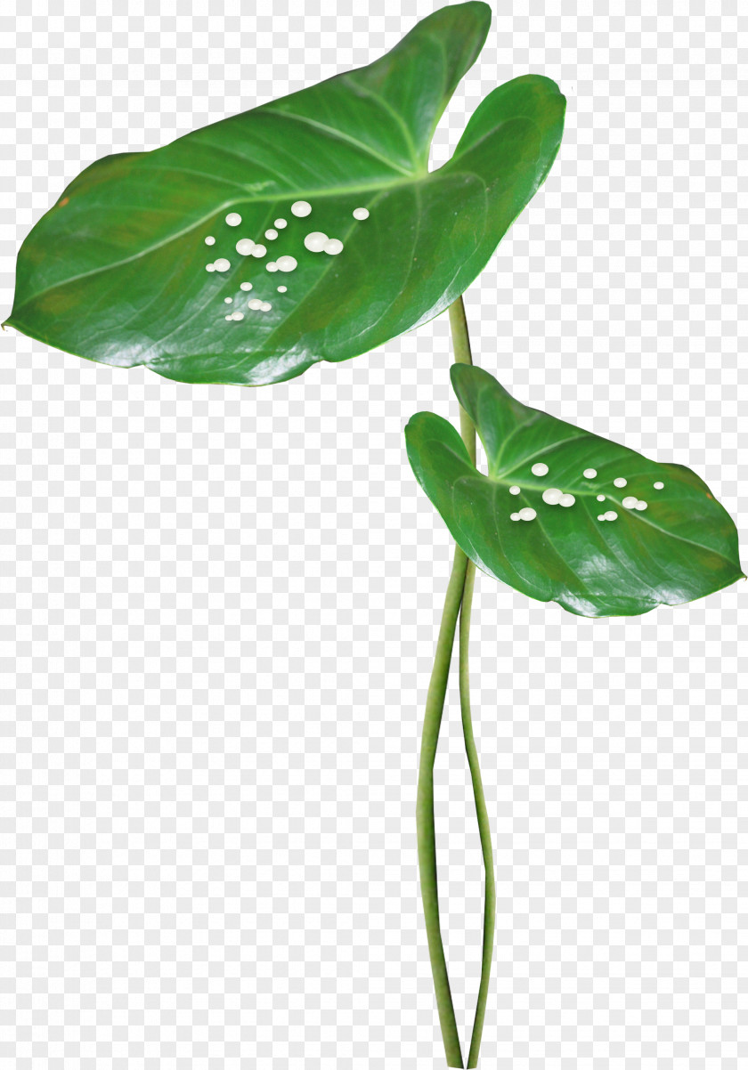 Lotus Leaf Clip Art PNG