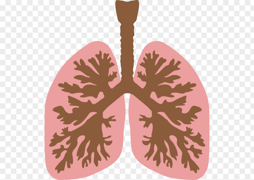 Lung Cliparts Bronchus Human Body Clip Art PNG