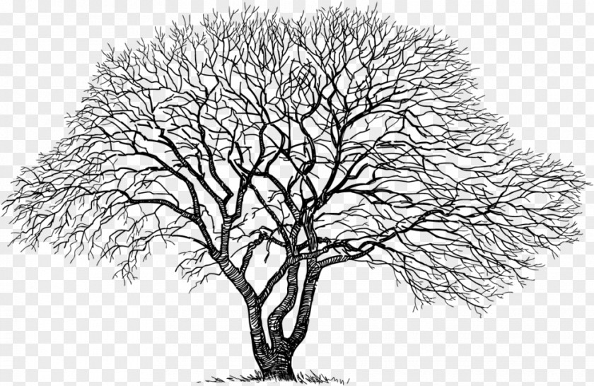 Trunk Plant Stem Tree Drawing PNG