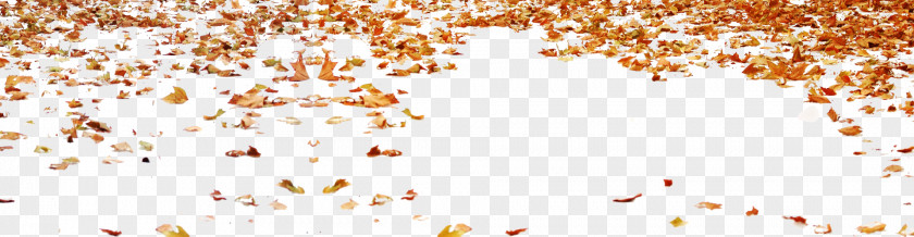 Autumn Leaves Text Graphic Design Illustration PNG