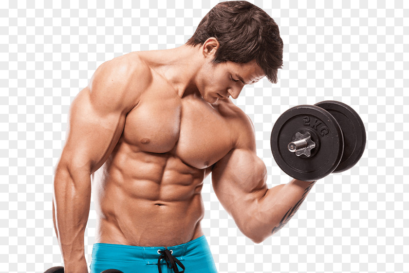 Fitness Equipment Muscle Hypertrophy Bodybuilding Human Body Anabolic Steroid Male PNG