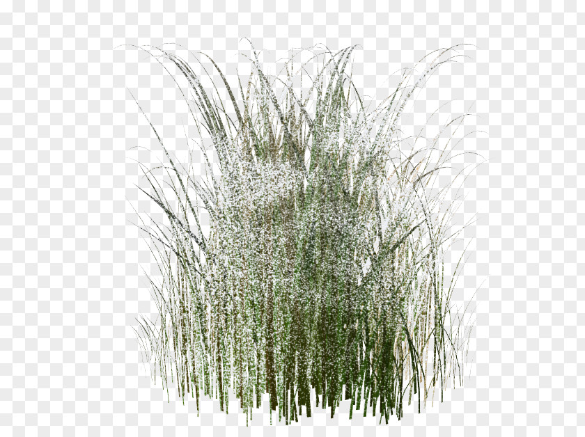 Grass Snow Adobe After Effects SWF Clip Art PNG