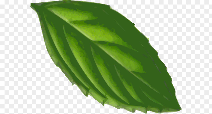 Leaf Peppermint Clip Art PNG