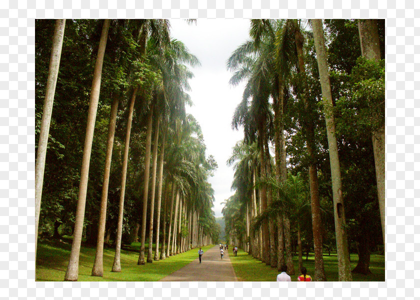 Melheim Resort Kandy Biome Rainforest Botanical Garden Vegetation Arecaceae PNG