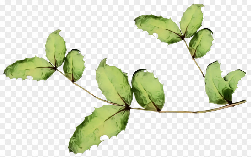 Mock Orange Humulus Lupulus Ivy PNG