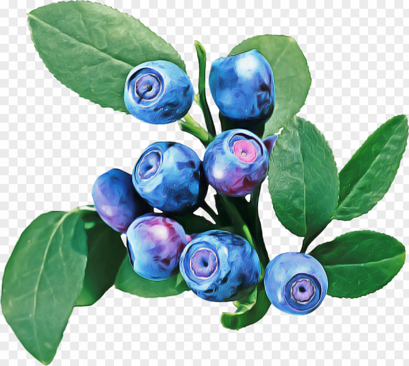 Bilberry Berry Plant Blue Violet PNG