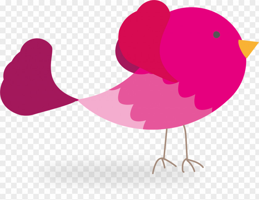 Bird Clip Art Graphics Illustration Desktop Wallpaper PNG