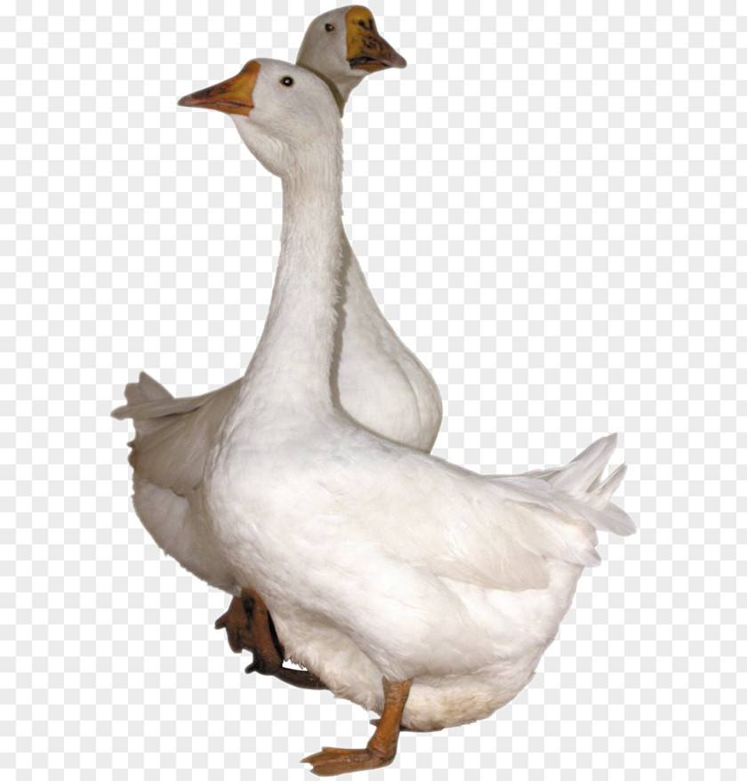 Goose HD Free Buckle Material Baby Ducks Clip Art PNG