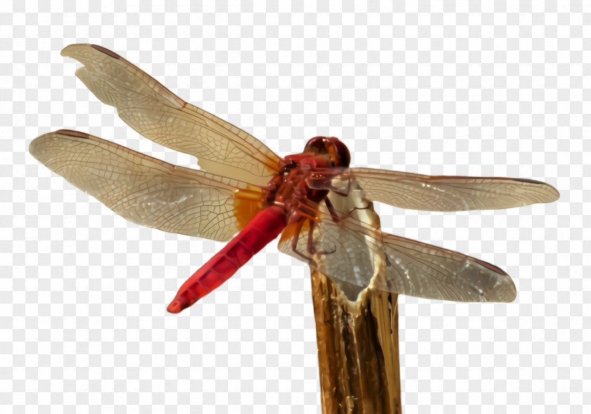 Membranewinged Insect Wing Dragonflies And Damseflies Dragonfly Net-winged Insects Pest PNG