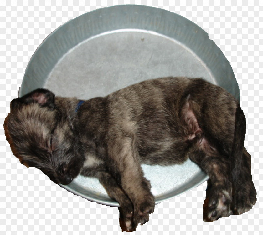 Puppy Irish Wolfhound Rare Breed (dog) Dog Cairn Terrier PNG