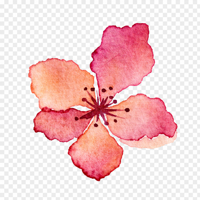 Watercolor Flowers Painting Flower Petal PNG