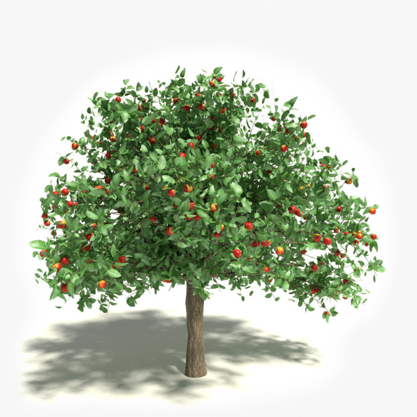 Apple Tree White Transparent Stock Photography Clip Art PNG