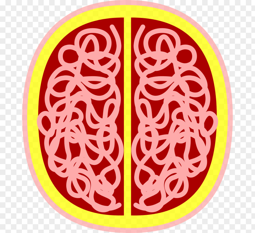 Brain Organism Line Clip Art PNG