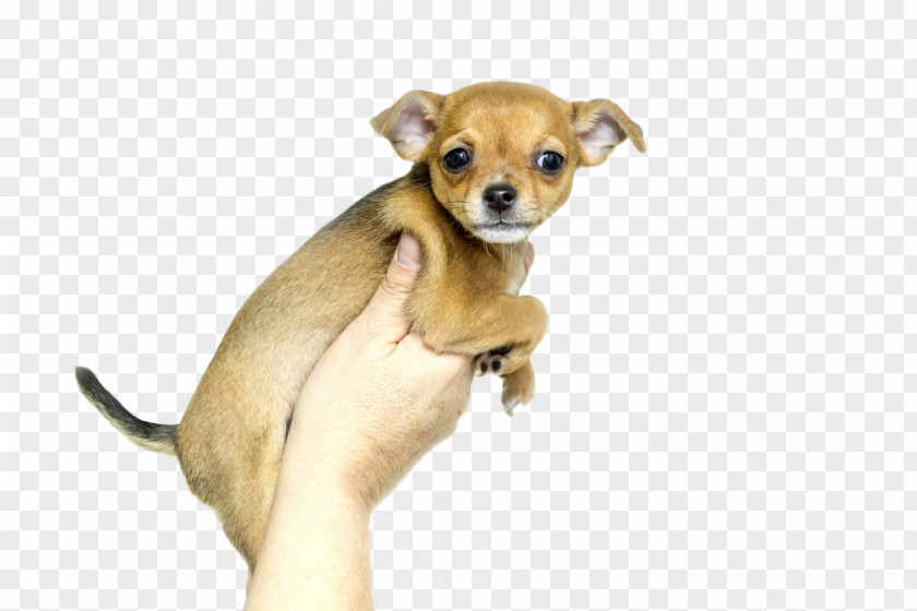 Chihuahua Puppy Labrador Retriever Dog Breed Microchip Implant PNG