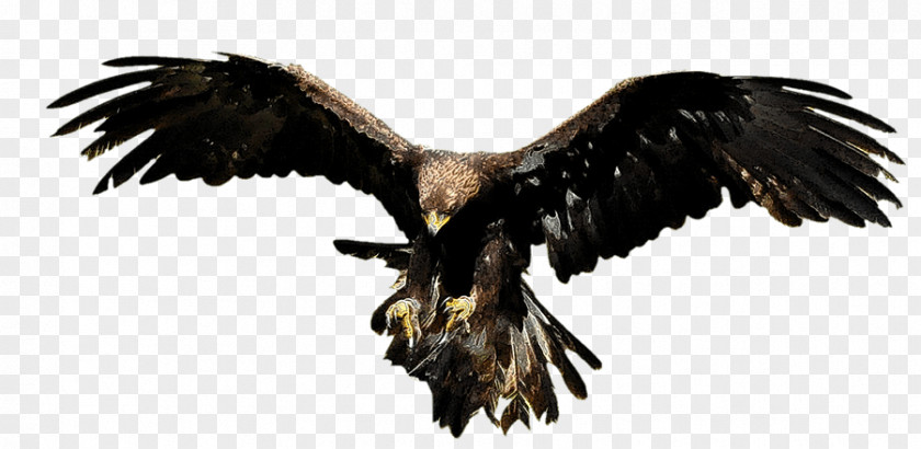 Eagle Bald Aesop's Fables Vulture Buzzard PNG