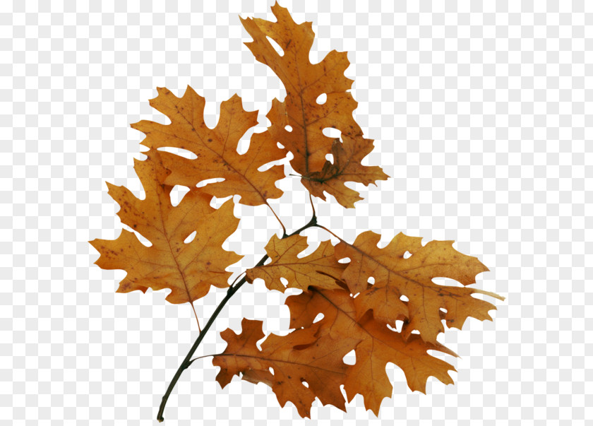 Leaf Bur Oak Image Tree PNG