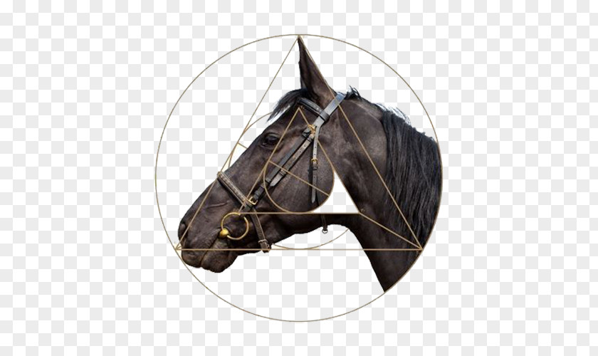 Round Horse Head Harness Stallion Halter PNG