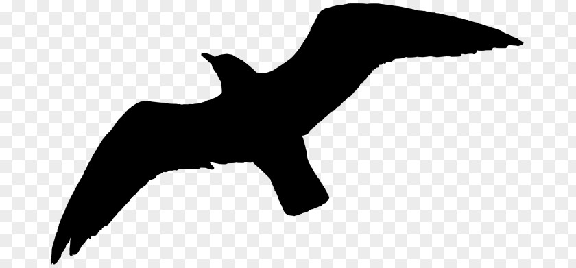 Tail Blackandwhite Bird Silhouette PNG