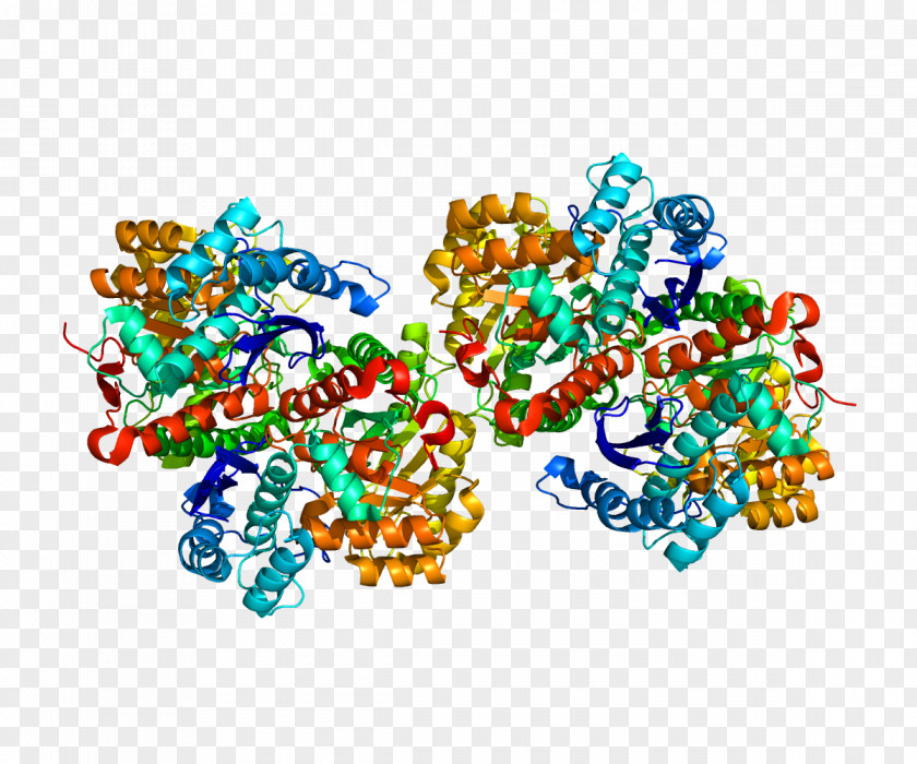 Alpha-enolase Glycolysis Enolase 2 Enzyme PNG