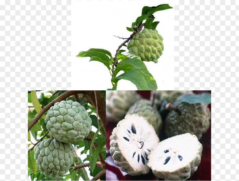 Banana Sugar-apple Soursop Annona Squamosa Cherimoya Fruit PNG