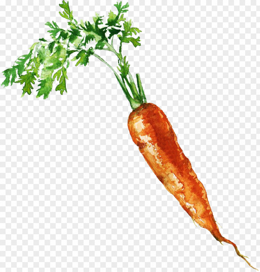 Carrots Carrot Royalty-free Photography Clip Art PNG