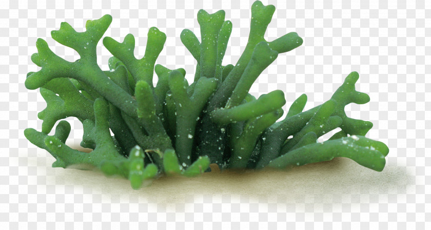 Coral Codium Fragile Algae Seaweed Spirulina PNG