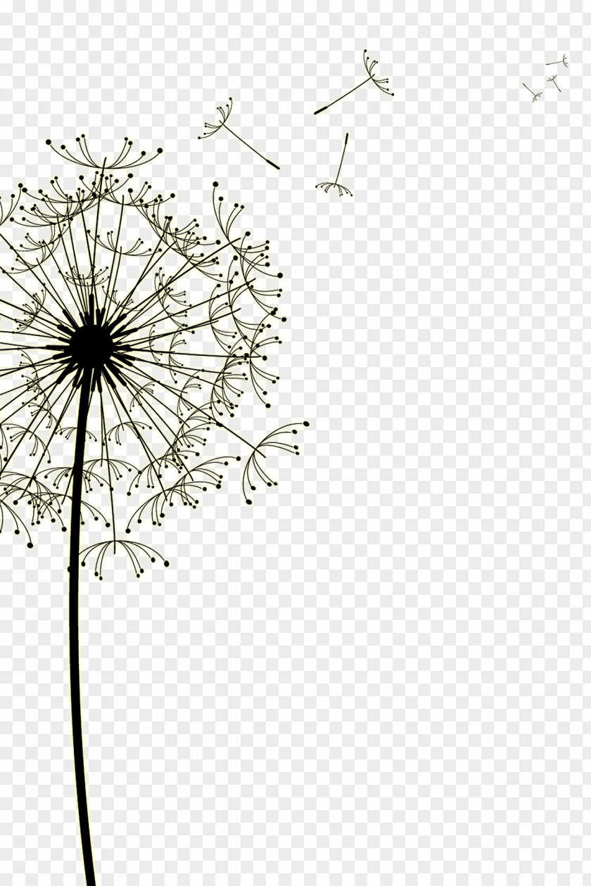 Dandelion Drawing Euclidean Vector PNG