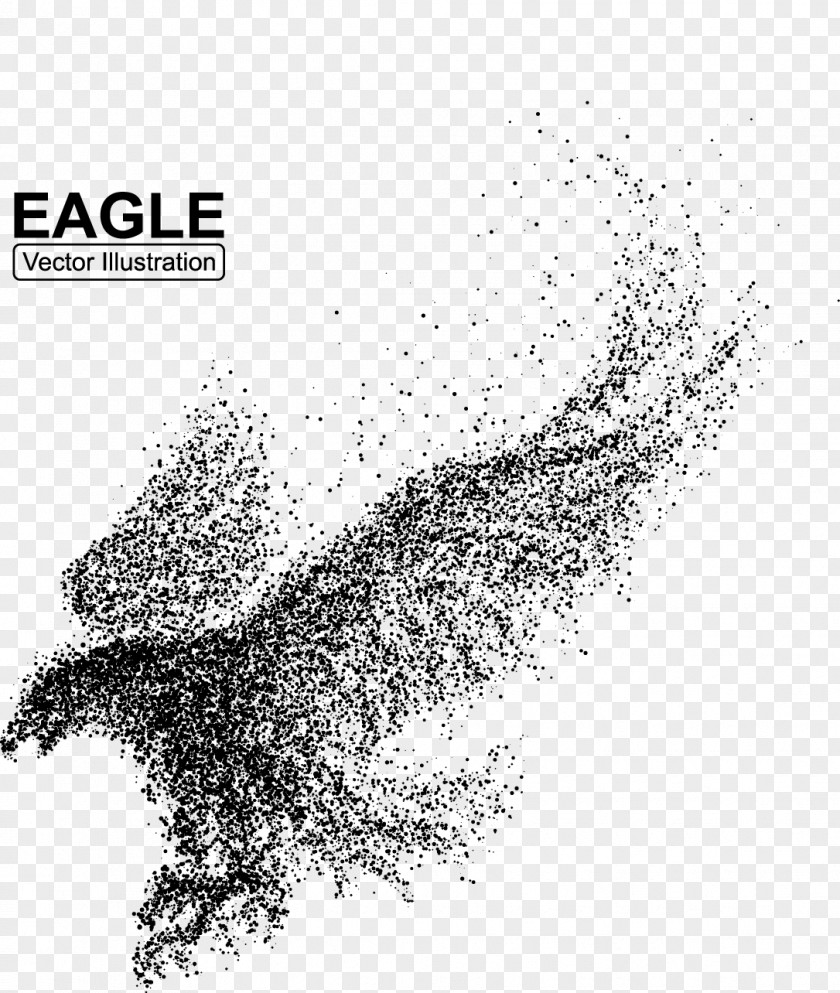 Eagle Bald Bird Illustration PNG