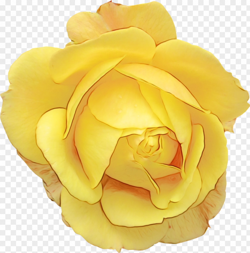 Garden Roses Cabbage Rose Floribunda Cut Flowers Yellow PNG