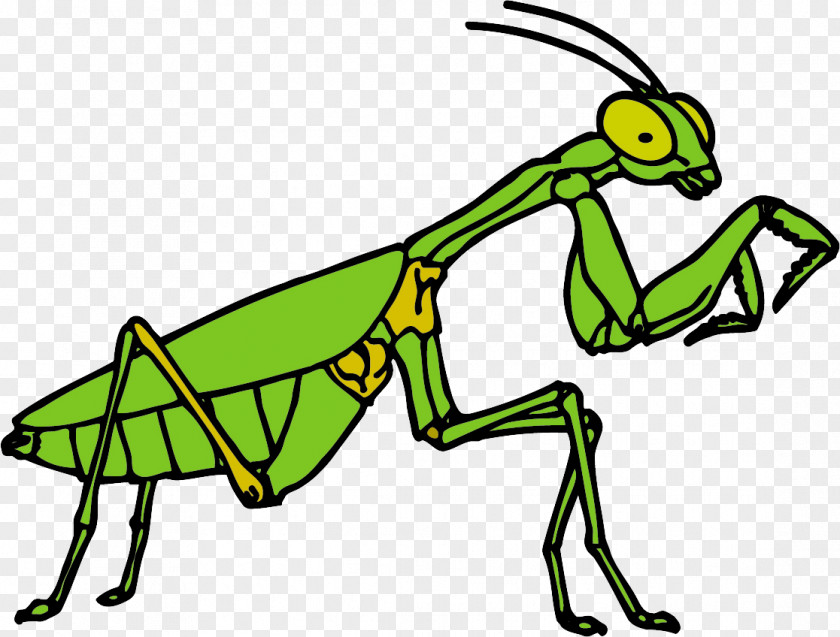 Insect Clip Art Mantis Openclipart Free Content PNG