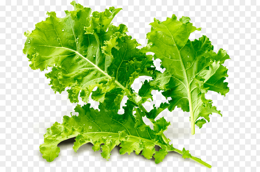 Kale Romaine Lettuce Spring Greens Collard Rapini PNG