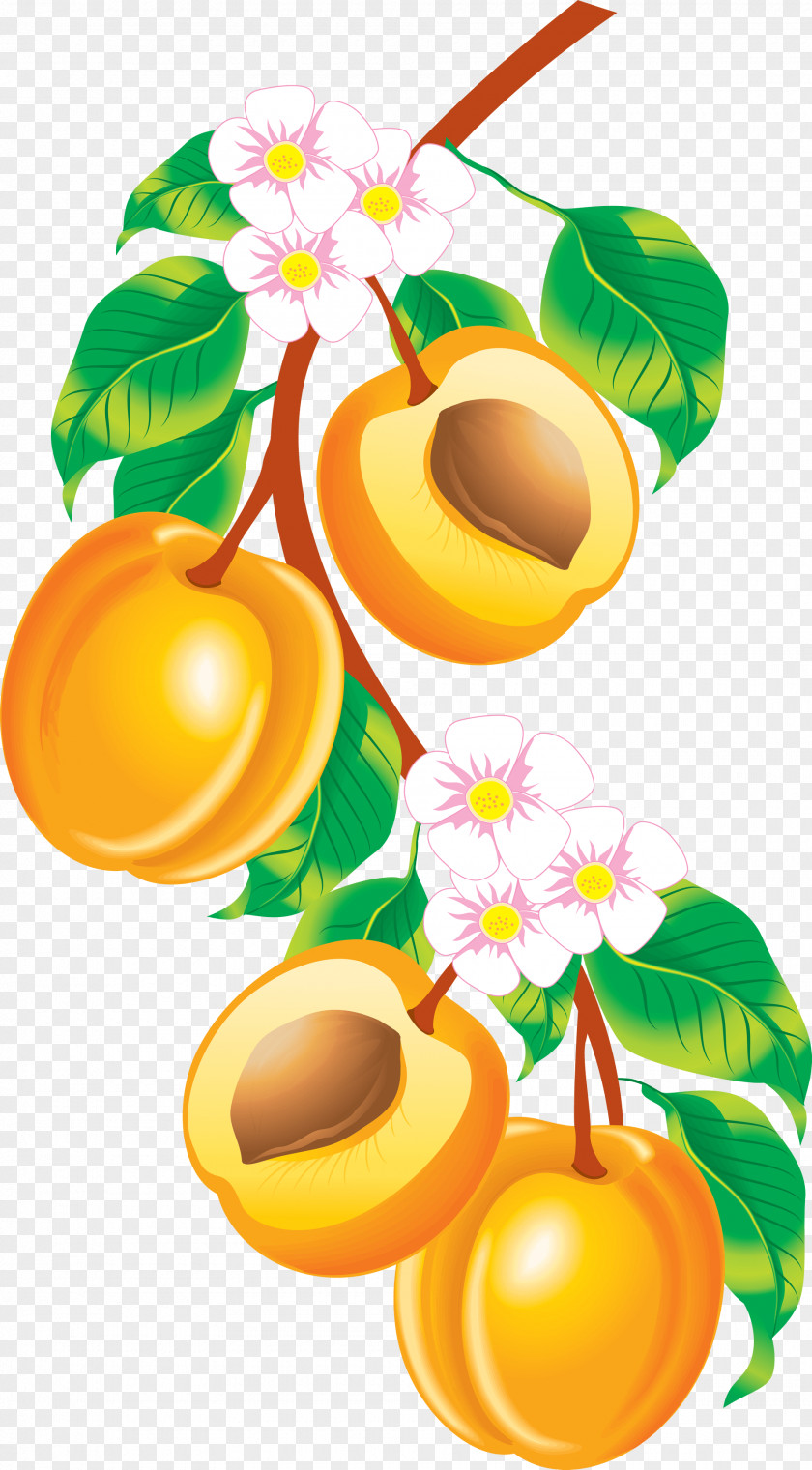 Peach Image Fruit Apricot Clip Art PNG