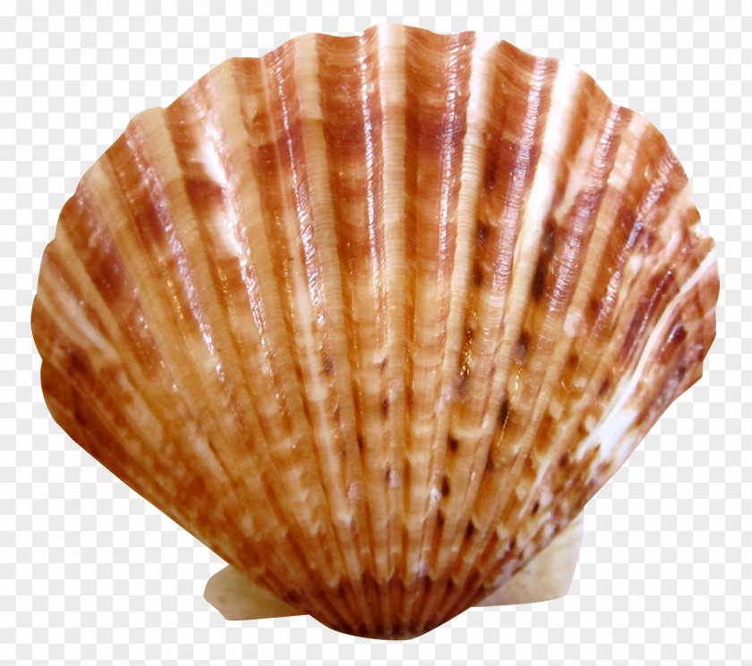 Shell Clam Scallop Nantucket Seashell Cockle PNG