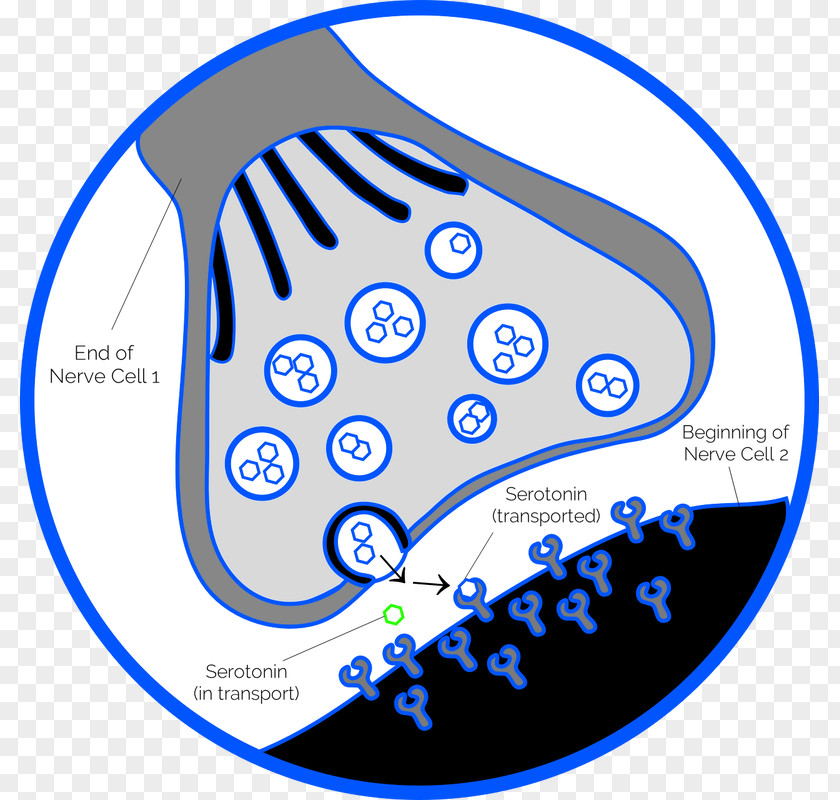 Depression Chemical Synapse Neuron Nervous System PNG