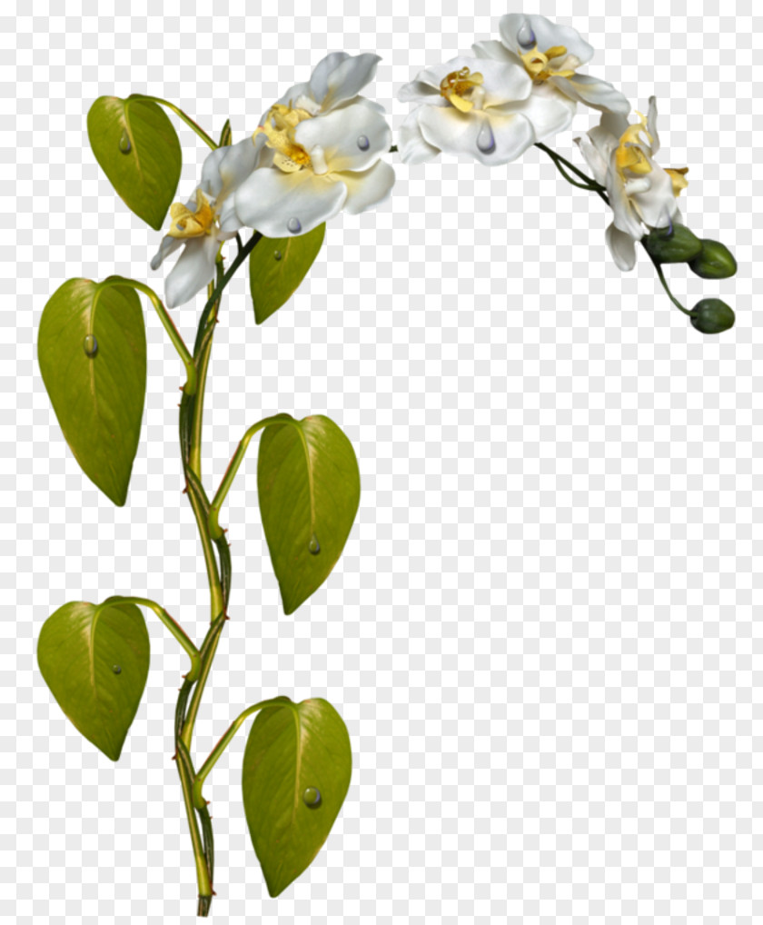 Flower Plant Stem Moth Orchids Clip Art PNG